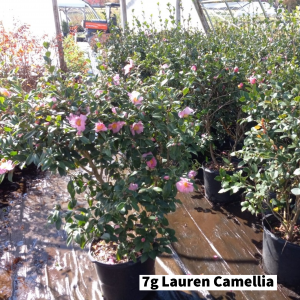 October 2022 7g Lauren Camellia